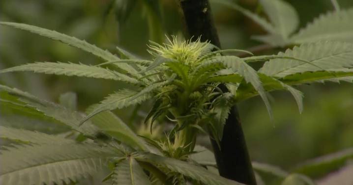 Montanans weigh in on if marijuana users can legally possess firearms