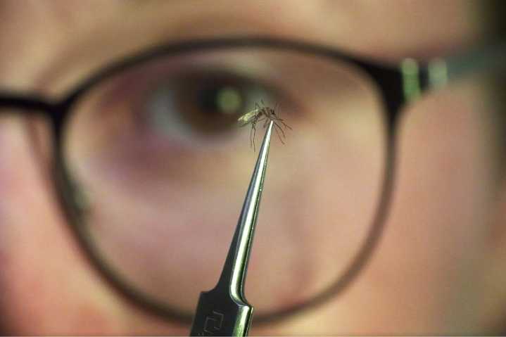 Rare domestic transmission of mosquito-borne illness detected in US