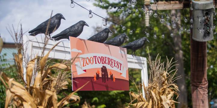 Zootoberfest kicks off Saturday at Saint Louis Zoo