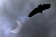 Study shows how solar eclipse made some birds sing like a new day dawned