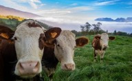 Abuelita muere atacada por vacas mientras paseaba a su perro; la aplastaron hasta arrebatarle el aliento