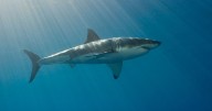 Teen fighting for his life after being mauled by shark at fishing hotspot