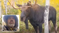 Wyoming Hunter Calls Bull Moose To Within 10 Feet To Experience ‘Pure Rush’