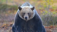 El aumento de ataques de osos a personas en Japón se salda con dos nuevas víctimas
