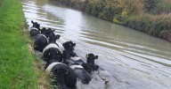 Fire service help rescue cows swimming in canal