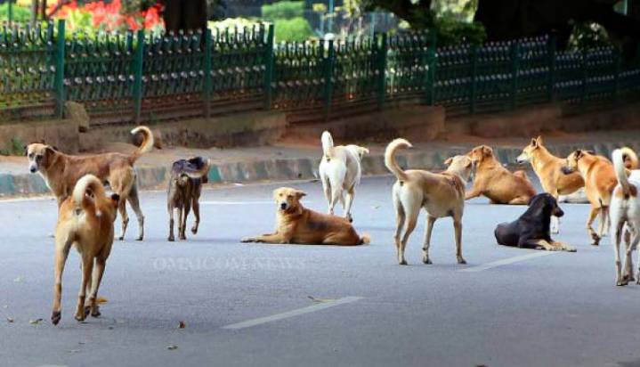 47,126 Stray Dogs Roam Bhubaneswar Streets: Census