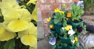 Pansies bring color during cooler weather