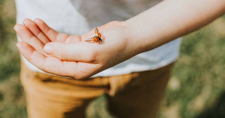 Alert over ladybirds swarming homes this autumn and how to stop them