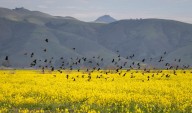 Palo Alto environmental group buys three farms for $7.8 million