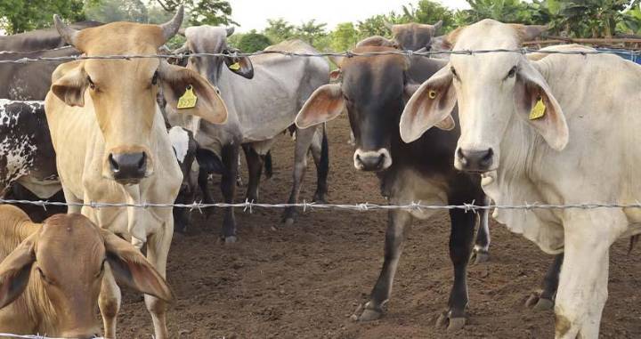 Plaga del gusano barrenador se reduce 28% con plan conjunto México