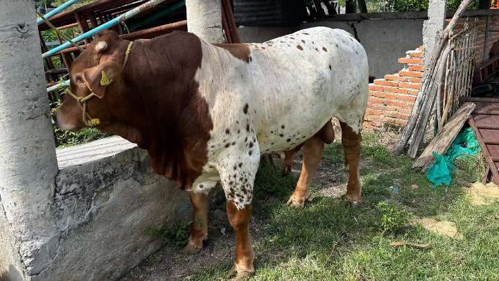 Sábados de ganado y tradición en el Tianguis de Amayuca, en Jantetelco