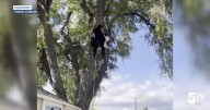 Local arborist steps up to help rescue neighbor's cat out of tree