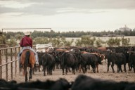 Cattle producer considers Trump's cattle import comments a 'kick in the shorts'