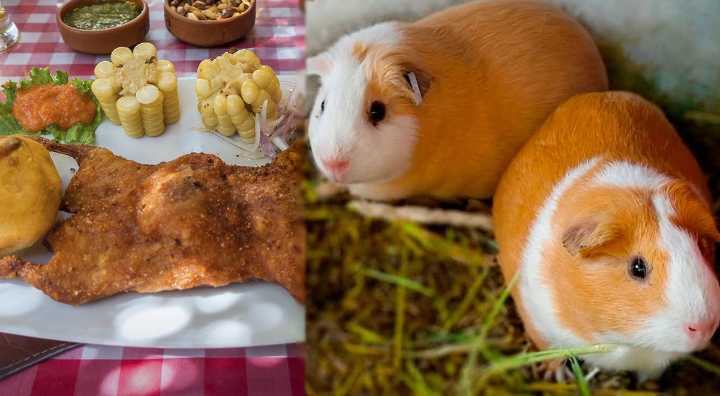 El cuy peruano: el superalimento ancestral que conquista la gastronomía moderna y mejora la salud