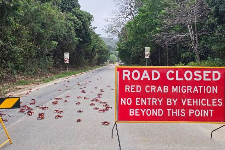 People use garden tools to protect millions of migrating red crabs on Christmas Island