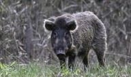 New applications for wild hog control program will soon open