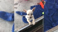 California Teen Risks It All By Secretly Bringing A Lost Puppy Into His Home After Parents Say No