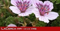 El IRIAF presenta sus avances en gestión de biodiversidad botánica de la provincia Cuenca y en el potencial agronómico de nuevas especies de aromáticas