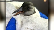 Puffin being cared for in RI after it was found far from home in Wrentham backyard