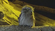 Meet the new tawny frogmouth at the North Carolina Zoo