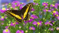 4 Yellow and Black Butterfly Species in North America