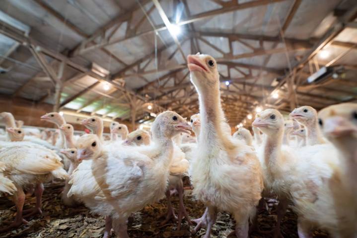 Vaccinating turkeys for bird flu could start a trade fight