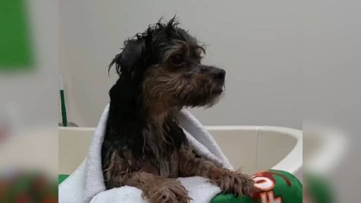 California Pup Rescued From Homeless Encampment Learns To Trust Again