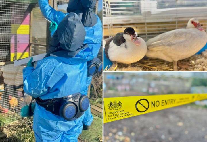 Bird flu outbreak confirmed at Happy Pants Ranch in Newington near Sittingbourne