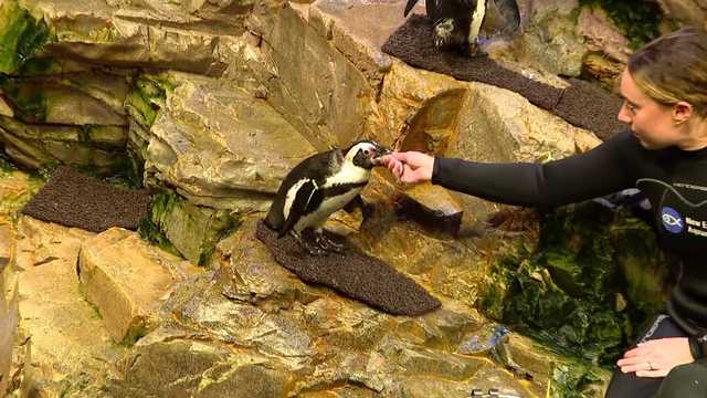Enrichment programs help penguins thrive at New England Aquarium
