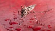 Iceland records its first-ever mosquitoes as heat brings the buzz