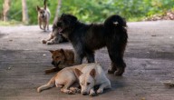 Nuevo caso de maltrato: perros hambrientos se comieron a otro can en Hualpén