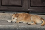 Casos de crueldad animal aumentan; activistas acusan falta de respuesta del Estado