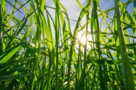 Engineering crops to photosynthesise better just got one step closer to reality