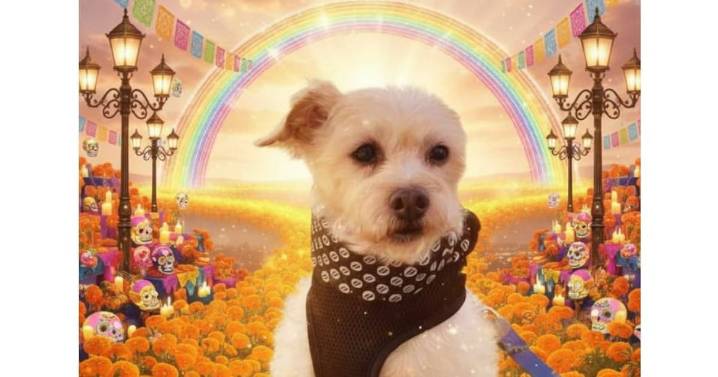 Día de Muertos: ¿Cuándo vienen nuestras mascotas a visitarnos?