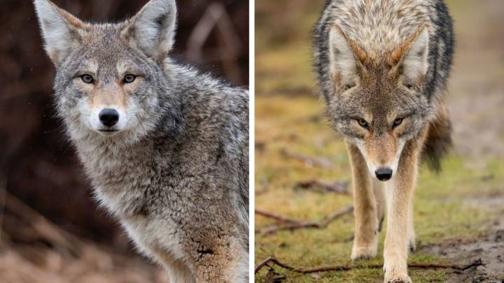 Manada de coyotes atacan a abuelito en García; está grave en el hospital