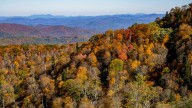 How climate change is impacting North Carolina's fall leaves
