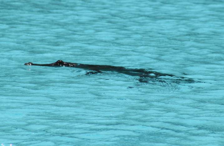 Croc just swimming around in Sheraton pool