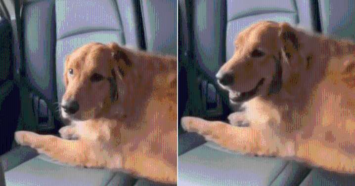 Woman Asks Mom for Dog Grooming Update, But Video She Sends Has Everyone Laughing