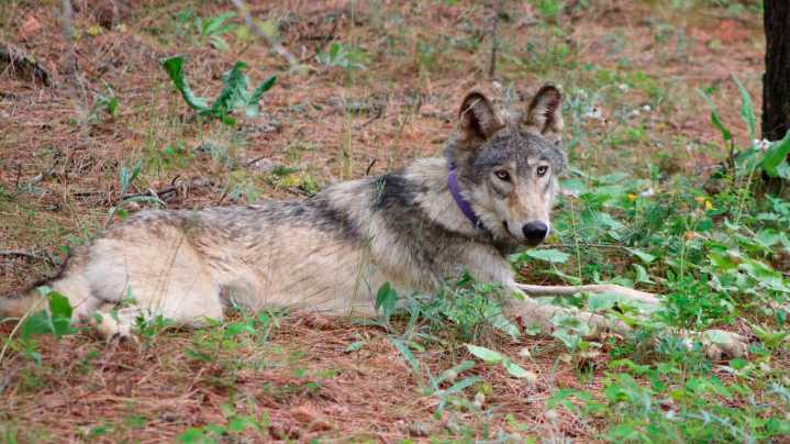 California euthanizes 4 gray wolves after 'unprecedented' surge in livestock kills : NPR