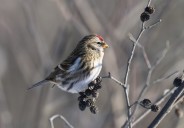 Food shortage may trigger winter bird influx in Maine