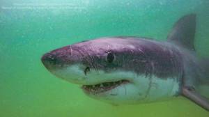 Experts expect great white shark surge in Cape Cod this fall