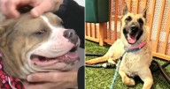 Animal shelter responds after 2 adopted dogs found dead came from same owner
