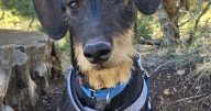 HCH Pet of the Week: Copper