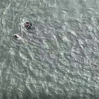 Atlantic City police officer rushes into cold waters to rescue injured dog