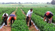Ayacucho no concreta ejecución de proyectos por impuestos pese a múltiples propuestas