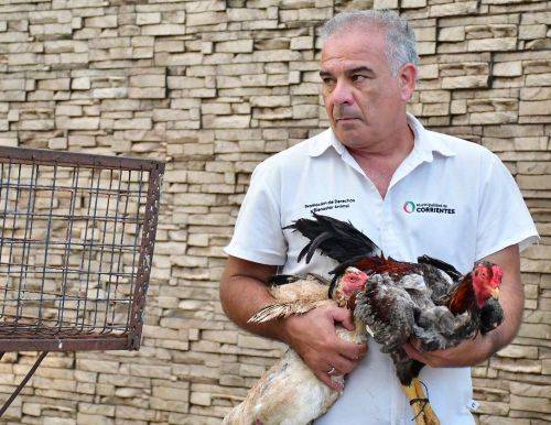 Rescates de maltrato animal suman más de 200 gallos usados en riñas clandestinas