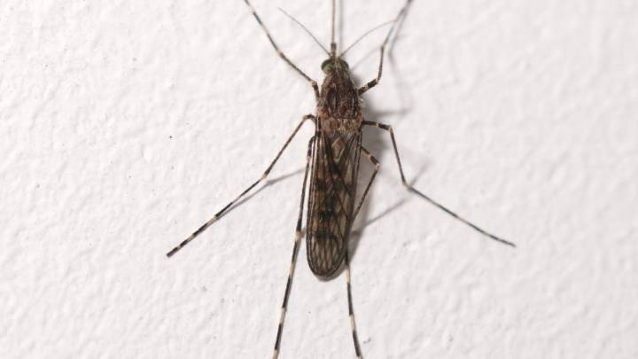 Has climate change brought mosquitoes to Iceland?