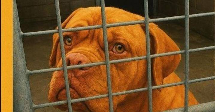 Protestas en Santiago por el sacrificio de tres perros