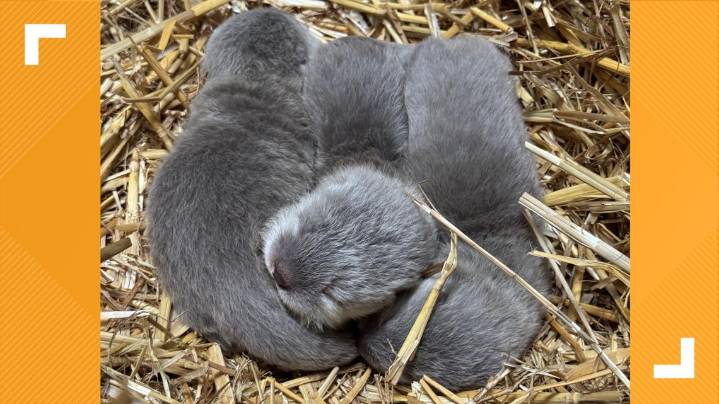 3 baby otters born at Virginia Zoo