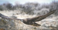 Eagle expert: Lead ammo contributing to decrease in resident golden eagles